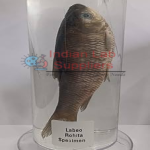 Zoology Specimens (Common)